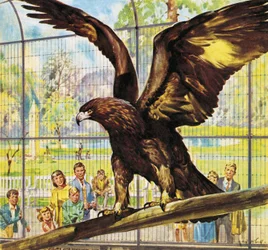 Wer ist wer im Zoo: Flieg-weg-Goldie