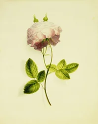 Eine rosa Rose
