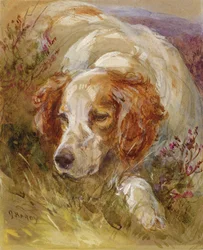 Ein Spaniel