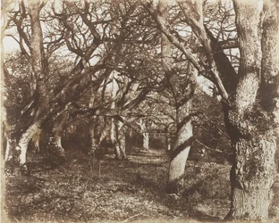 Ein Blick in Leigh Woods, 1853-56