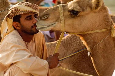 Ein Omaner küsst sein Kamel mit sanften Augen beim Kamelrennen am Nationalfeiertag. Bezirk Al Falaj...