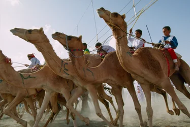 Kamele stürmen während der Kamelrennen zum omanischen Nationalfeiertag vorwärts. Rennbahn des Bezirks Al Falaj, Oman.