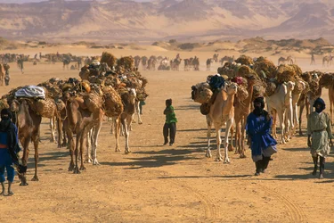 Salzkarawane außerhalb von Fachi. In der Nähe von Fachi, Niger.