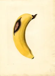 Banane (Musa)