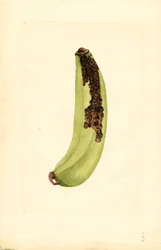 Banane (Musa)