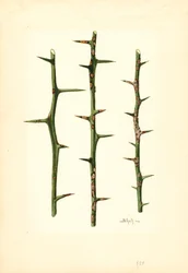 Zitruskrebs am Orangenpflanzenstamm (Poncirus trifoliata)