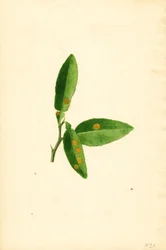 Krankes Orangenbaumblatt (Citrus aurantium)