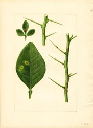 Kranke Orangenbaumblatt und Zweig (Poncirus trifoliata)