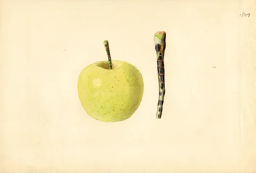 Golden Delicious Apfel (Malus domestica)