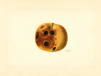 Grimes Apfel (Malus domestica)