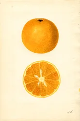 Majorca-Orangen (Citrus sinensis)