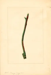 Orangenbaumzweig (Citrus sinensis: Valencia)