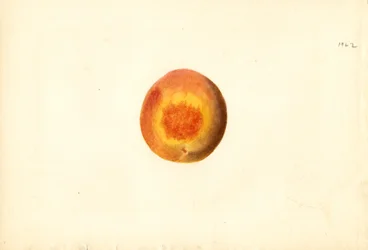 Pfirsich (Prunus persica: Elberta)