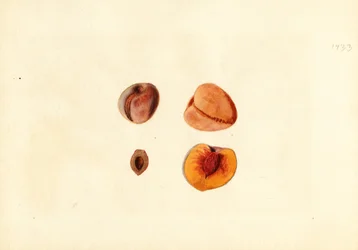 Pfirsiche (Prunus persica: Hutchkins)