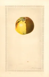 Russet-Apfel (Malus domestica)
