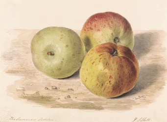 Der Sommer Lodden, Sept. 1832: Eine Stilllebenstudie von drei Äpfeln