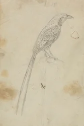 Ein Vogel