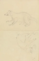 Ein Säugetier (Nasenbär?) und ein Primat (Marmoset?). Ein Nasenbär und ein Löwenkopf-Marmoset