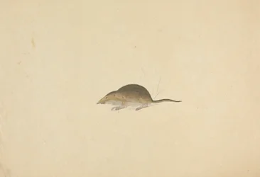 Eine Spitzmaus