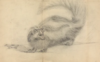 Ein Stinktier mit einem weiteren Stinktier im Hintergrund