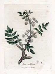 Sumpf-Wasserkresse, Sium nodiflorum