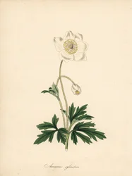 Anemone der Bohrer - Schneeglöckchen-Anemone, Anemone sylvestris. Aus einer Illustration von James Sowerby in William Curtis