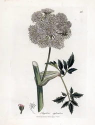 Angelique des Bois oder Sylvestris - Wilde Engelwurz, Angelica sylvestris. Handkolorierte Kupferstichgravur von James Sowerby aus William Woodville und Sir William Jackson Hooker