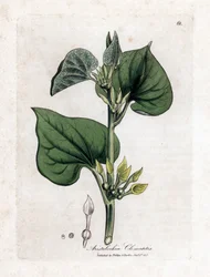 Kletternde Osterluzei, Aristolochia clematitis. Handkolorierte Kupferstichgravur aus einer botanischen Illustration von James Sowerby aus William Woodville und Sir William Jackson Hooker