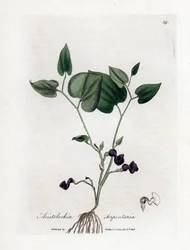 Aristoloche Variete - Schlangenwurzel-Birthwort, Aristolochia serpentaria. Handkolorierte Kupferstichgravur von James Sowerby aus William Woodville und Sir William Jackson Hooker