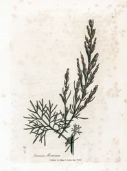 Aurone oder Zitronengras oder Beifuß Zitronengras - Southernwood, Artemisia abrotanum. Handkolorierte Kupferstichgravur von James Sowerby aus William Woodville und Sir William Jackson Hooker