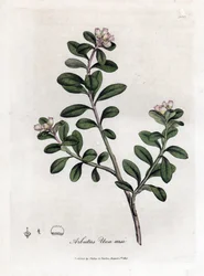 Bärentraube oder Bärentraube, Arctostaphylos uva-ursi
