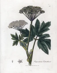 Meisterwurz, Imperatoria ostruthium