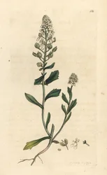 Bittere Schleifenblume, Iberis amara