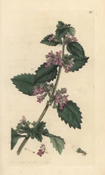 Schwarznessel, Ballota nigra (Ballote noire). Handkolorierter Kupferstich nach einer Illustration von James Sowerby aus James Smiths English Botany, London