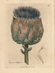 Blaue und violette Artischockenblüte, Cynara scolymus