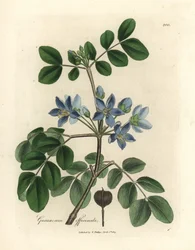 Blau blühendes Guajakholz, Guaiacum officinale