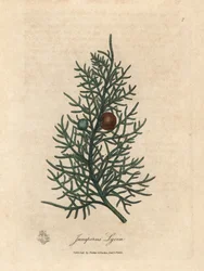 Zweig und Beeren des Zedernbaums, Juniperus lycia