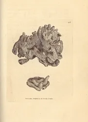 Brotkrumenschwamm, Halichondria panicea (Kompakter Röhrenschwamm; Spongia compacta). Handkolorierter Kupferstich von James Sowerby aus The British Miscellany, oder Coloured figures of new, rare, or little known animal subjects.