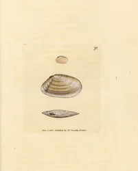 Zuckerstangen-Tellina-Muschel, Tellina similis. Handkolorierte Kupferstichgravur von James Sowerby aus The British Miscellany, oder Coloured figures of new, rare, or little known animal subjects.