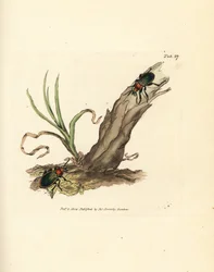 Carabus nitens Käfer. Handkolorierter Kupferstich von James Sowerby aus The British Miscellany, oder Coloured figures of new, rare, or little known animal subjects.