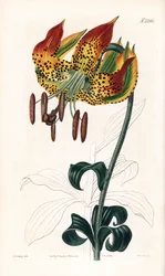 Carolina-Lilie - Carolina-Lilie, Lilium michauxii (Carolina Martagon-Lilie, Lilium carolinianum). Handkolorierte Kupferstichgravur von Weddell nach einer Illustration von James Sowerby aus Samuel Curtis