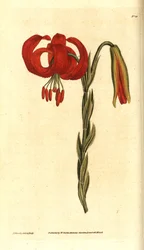 Chalzedonische Lilie - Chalzedonische Lilie, Lilium chalcedonicum. Handkolorierter Kupferstich und botanische Illustration von James Sowerby aus William Curtis