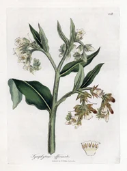 Beinwell, Symphytum officinale
