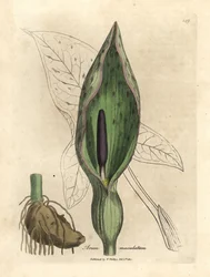 Gefleckter Aronstab, Arum maculatum