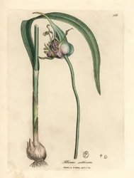 Gemeiner Knoblauch, Allium sativum