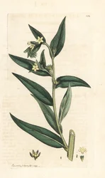 Echter Steinsame, Lithospermum officinale. Handkolorierter Kupferstich nach einer Illustration von James Sowerby aus James Smiths English Botany, London