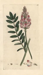 Saat-Esparsette, Onobrychis viciifolia. Handkolorierter Kupferstich nach einer Illustration von James Sowerby aus James Smith