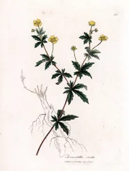Gemeine Tormentil, Potentilla erecta. Handkolorierte Kupferstichgravur von James Sowerby aus William Woodville und Sir William Jackson Hooker