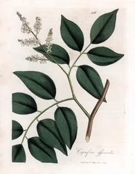 Kopaivabalsam, Copaifera officinalis. Handkolorierter Kupferstich aus einer botanischen Illustration von James Sowerby aus William Woodville und Sir William Jackson Hooker