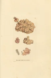 Korallenart, Corallina auriculariaeformis. Handkolorierter Kupferstich von James Sowerby aus The British Miscellany, or Coloured figures of new, rare, or little known animal subjects